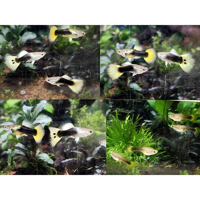 12x Albino Full Red & Halfblack Yellow combo guppy pack