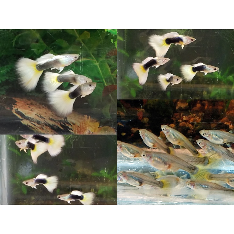 12x Halfblack Yellow guppy pack - FREE SHIPPING