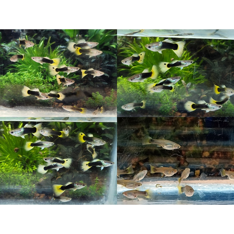 12x HB Yellow combo guppy pack - FREE SHIPPING