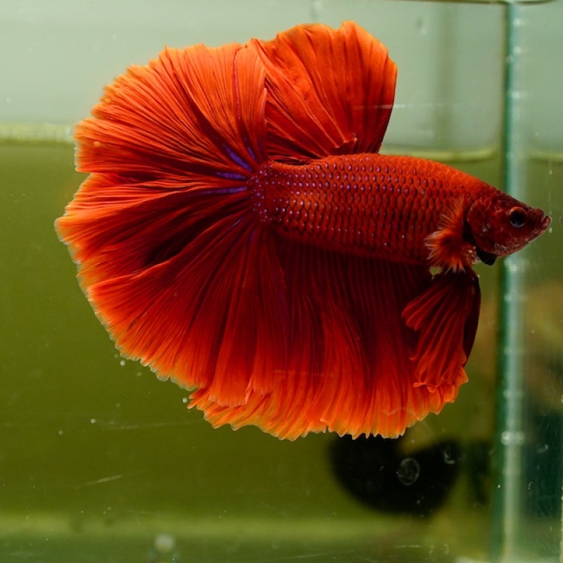 Male Super Red Rose Tail HM