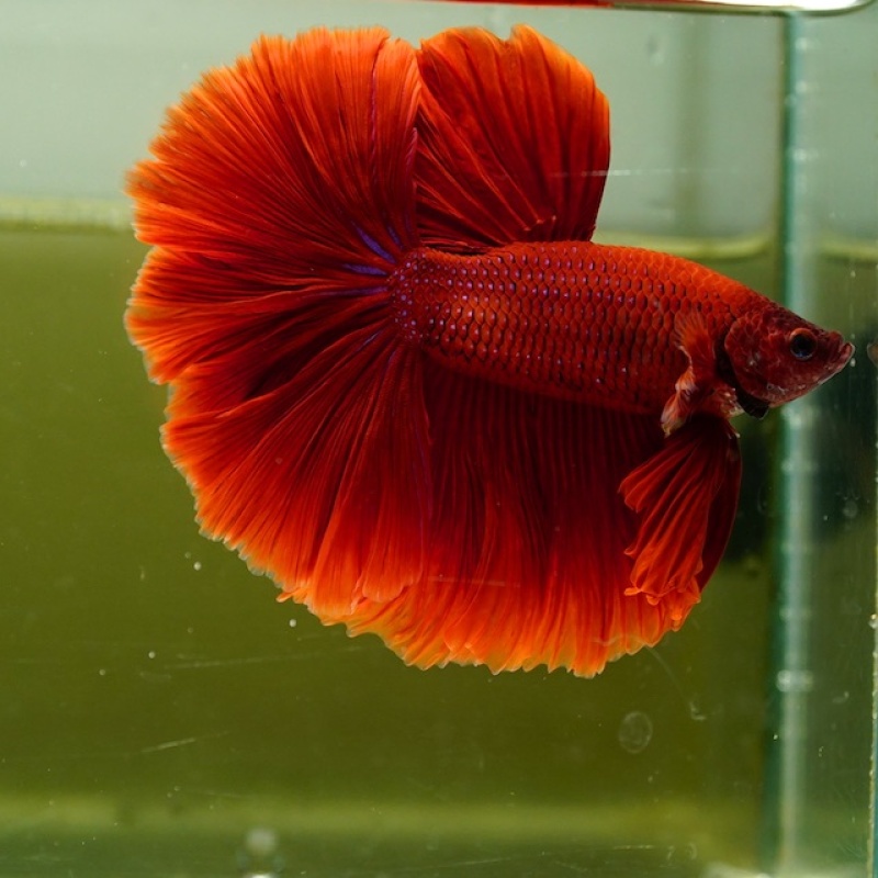 Male Super Red Rose Tail HM