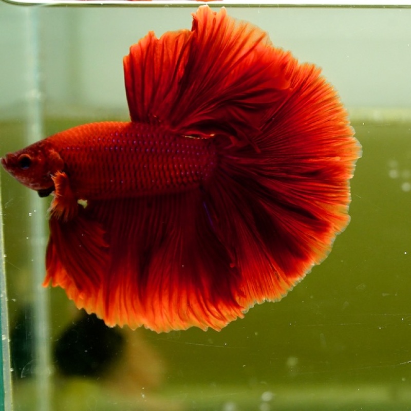 Male Super Red Rose Tail HM