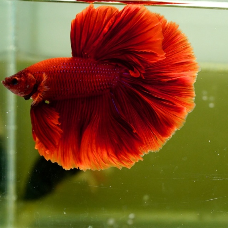 Male Super Red Rose Tail HM
