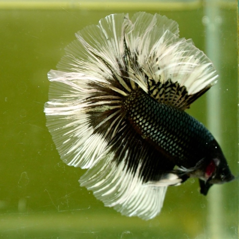 Male Black Copper Butterfly Rose Tail HM Premium Thailand