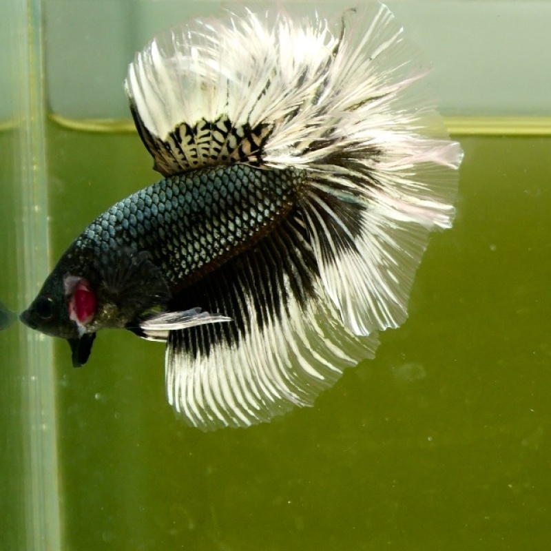 Male Black Copper Butterfly Rose Tail HM Premium Thailand