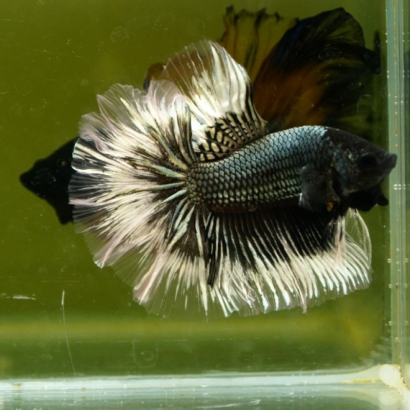 Male Black Copper Butterfly Rose Tail HM Premium Thailand