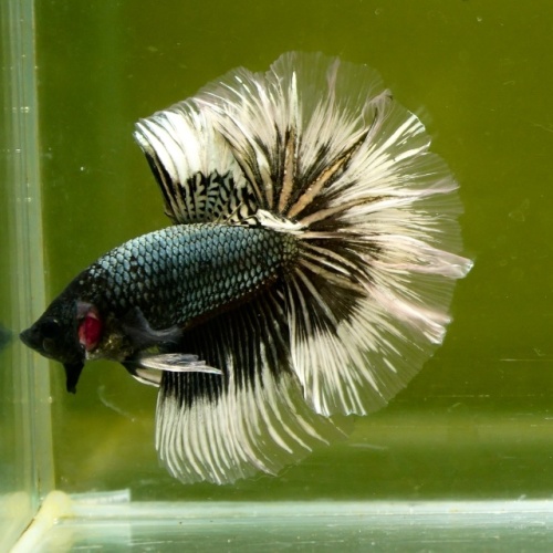 Male Black Copper Butterfly Rose Tail HM Premium Thailand