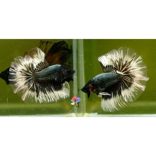 Male Black Copper Butterfly Rose Tail HM