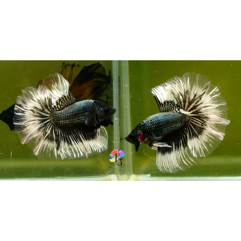 Male Black Copper Butterfly Rose Tail HM