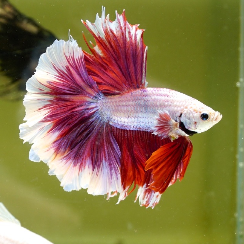 Male Salamander Butterfly Rose Tail HM Premium Thailand