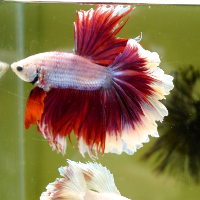 Male Salamander Butterfly Rose Tail HM Premium Thailand