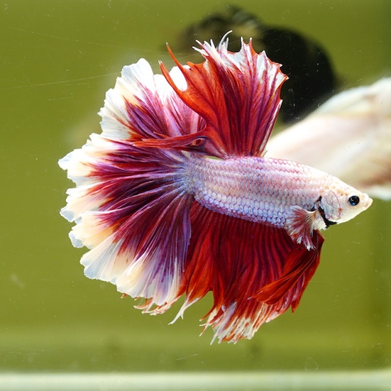 Male Salamander Butterfly Rose Tail HM Premium Thailand