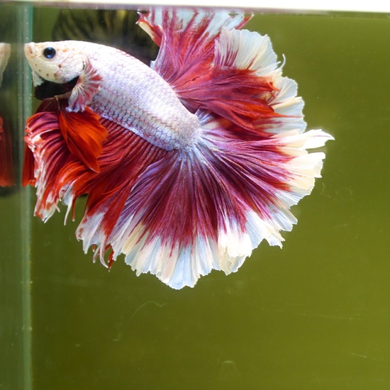 Male Salamander Butterfly Rose Tail HM Premium Thailand