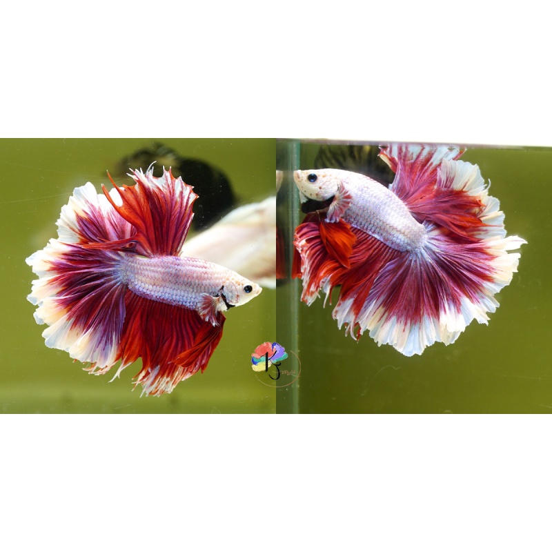 Male Salamander Butterfly Rose Tail HM
