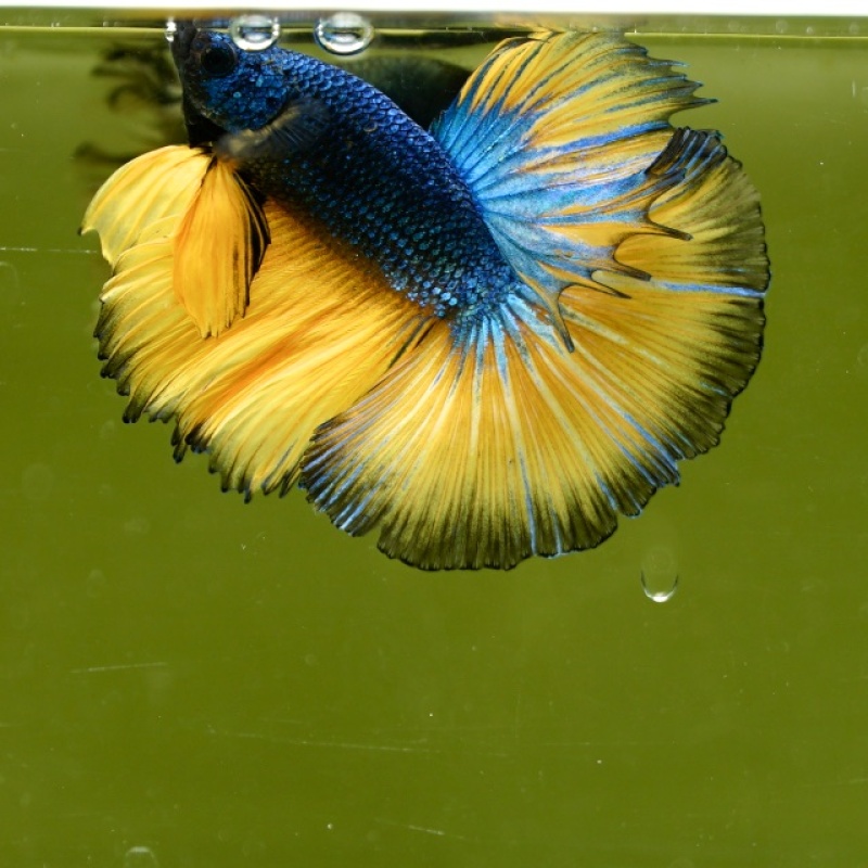 Male Blue Mustard Butterfly HM Premium Thailand