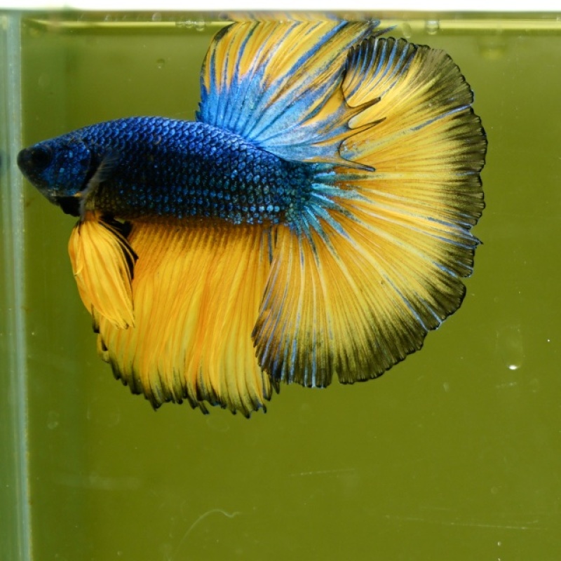 Male Blue Mustard Butterfly HM Premium Thailand