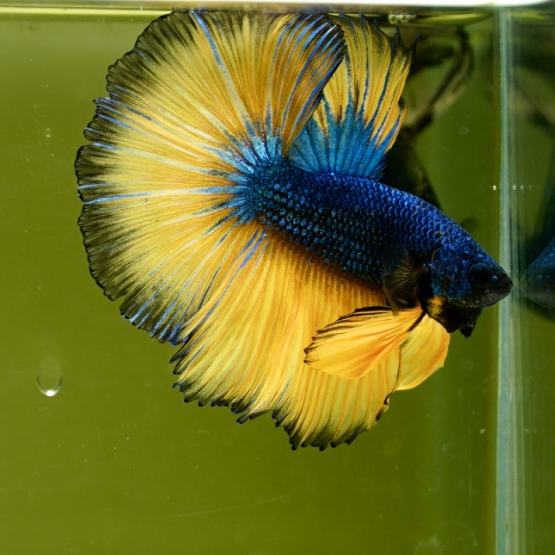 Male Blue Mustard Butterfly HM Premium Thailand