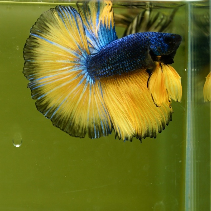 Male Blue Mustard Butterfly HM Premium Thailand
