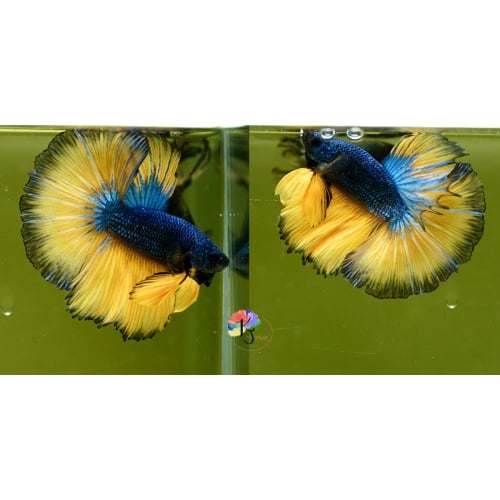 Male Blue Mustard Butterfly HM