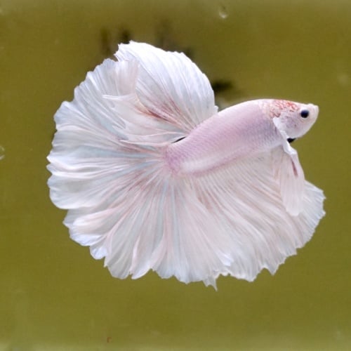 Male White Sakura Rose Tail HM