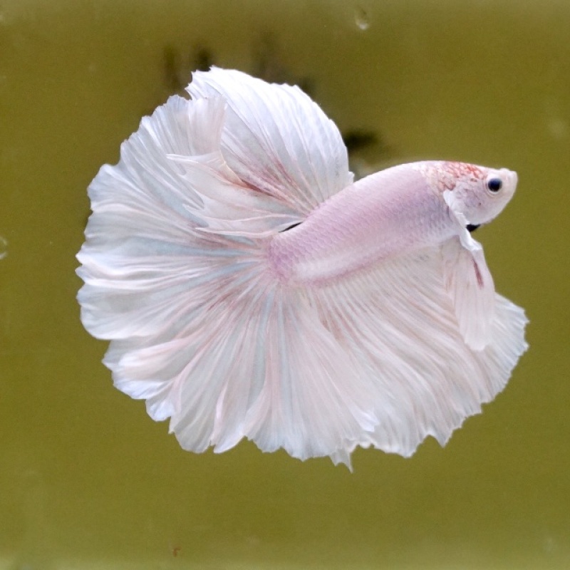 Male White Sakura Rose Tail HM