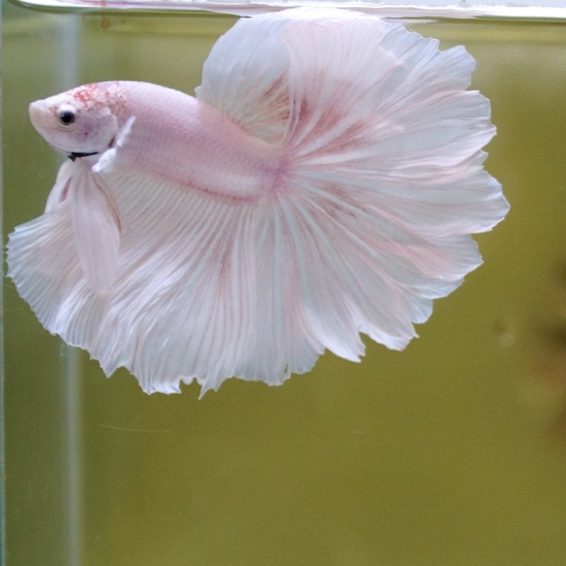 Male White Sakura Rose Tail HM Premium Thailand