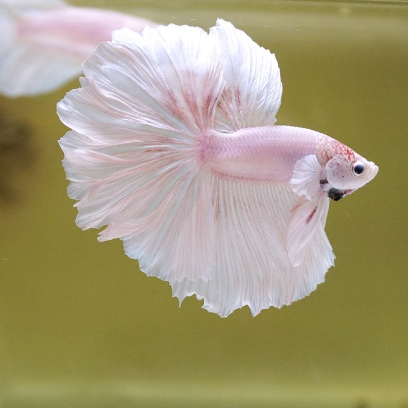 Male White Sakura Rose Tail HM Premium Thailand