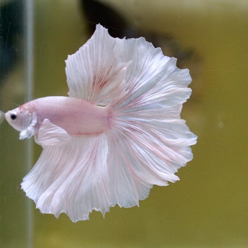 Male White Sakura Rose Tail HM Premium Thailand
