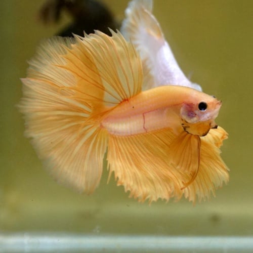 Male Super Yellow HM
