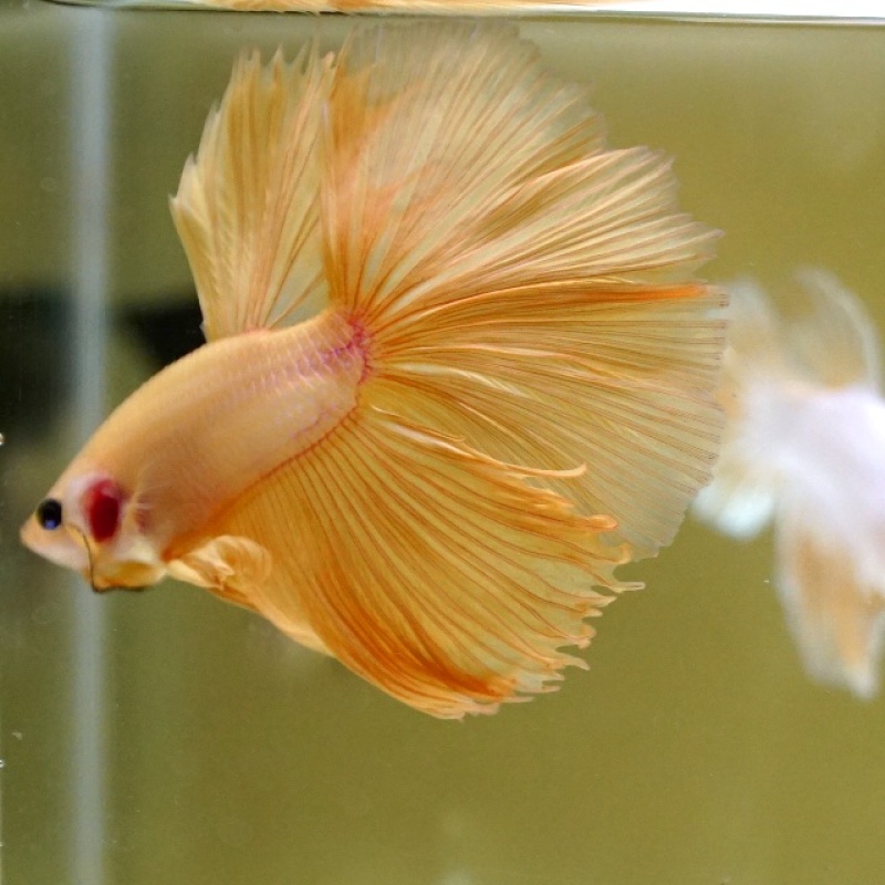 Male Super Yellow HM Premium Thailand