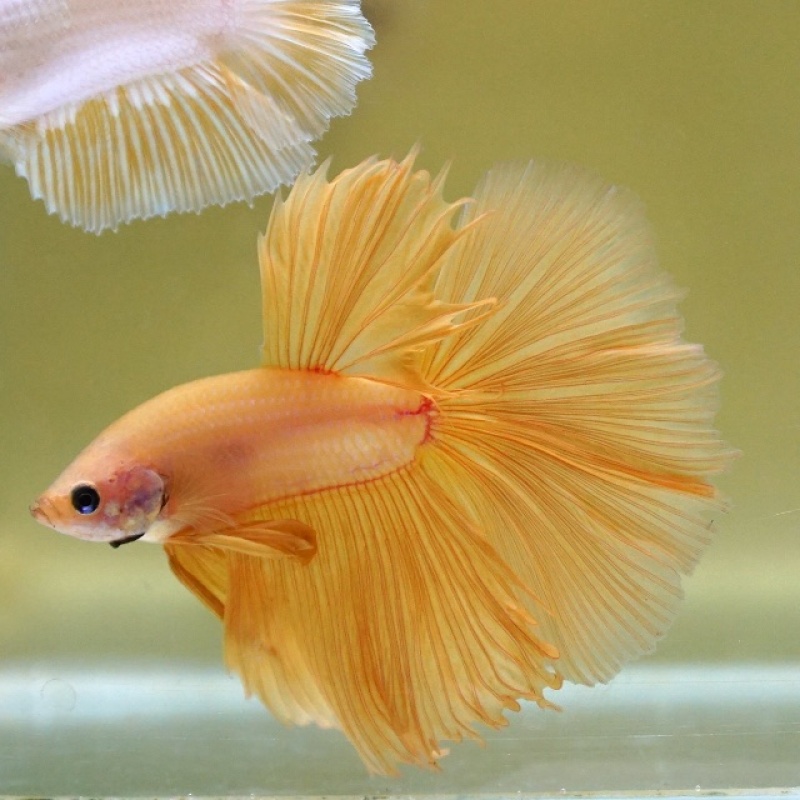 Male Super Yellow HM