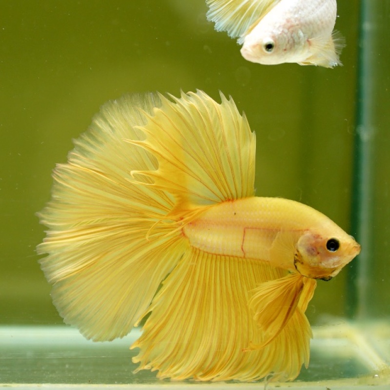 Male Super Yellow HM