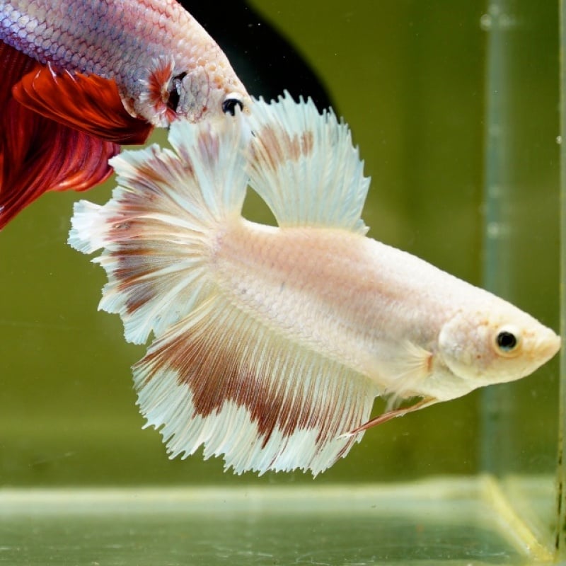 Female Pink Butterfly Rose Tail HM