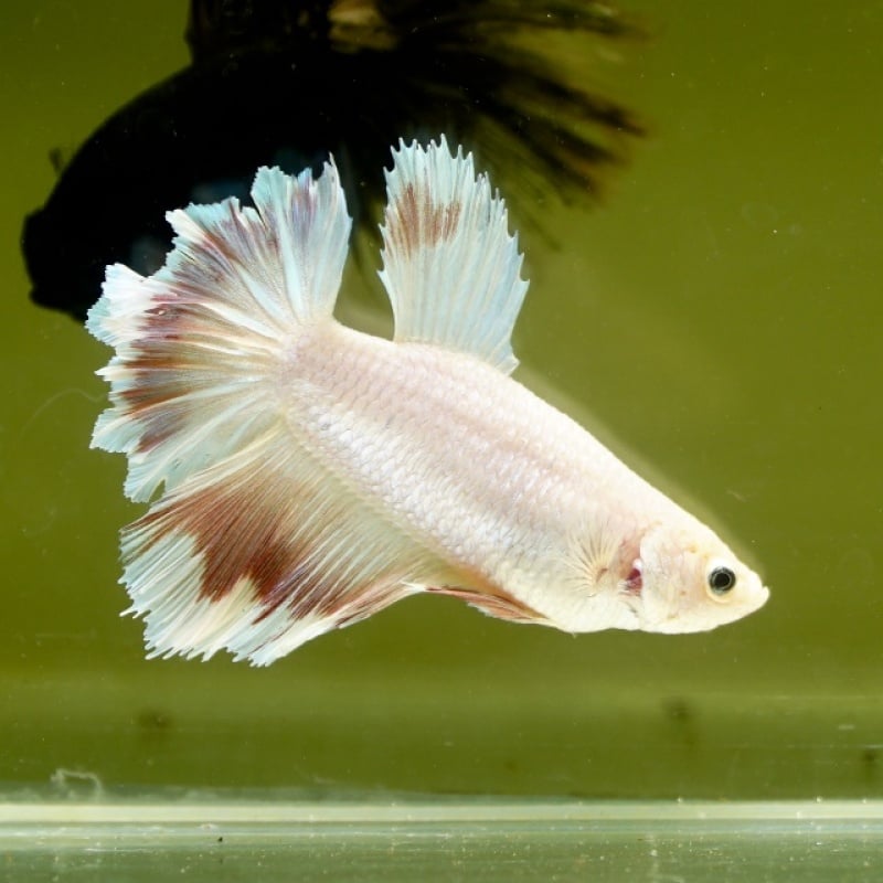 Female Pink Butterfly Rose Tail HM