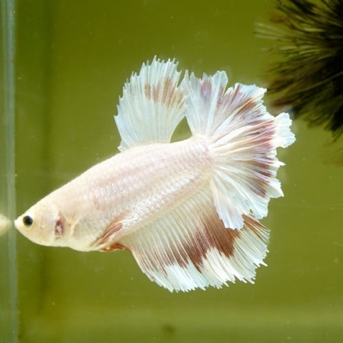 Female Pink Butterfly Rose Tail HM