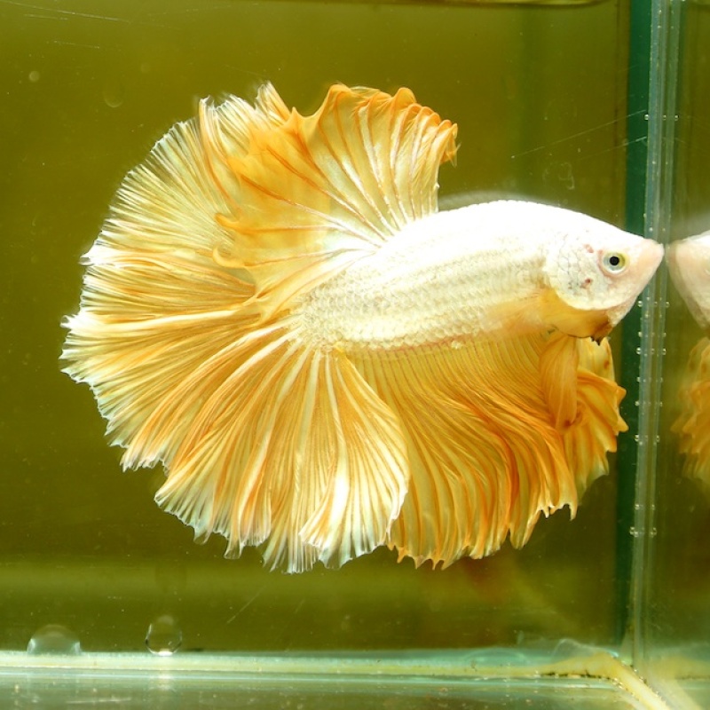 Male Gold Dragon Rose Tail HM