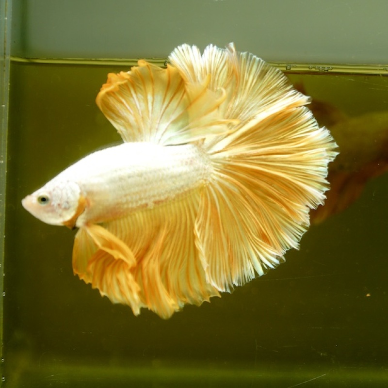 Male Gold Dragon Rose Tail HM