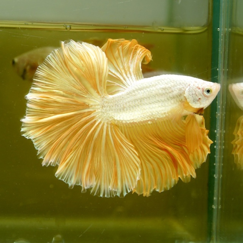 Male Gold Dragon Rose Tail HM
