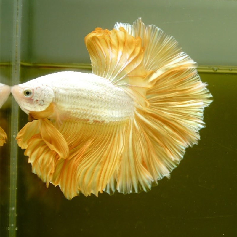 Male Gold Dragon Rose Tail HM