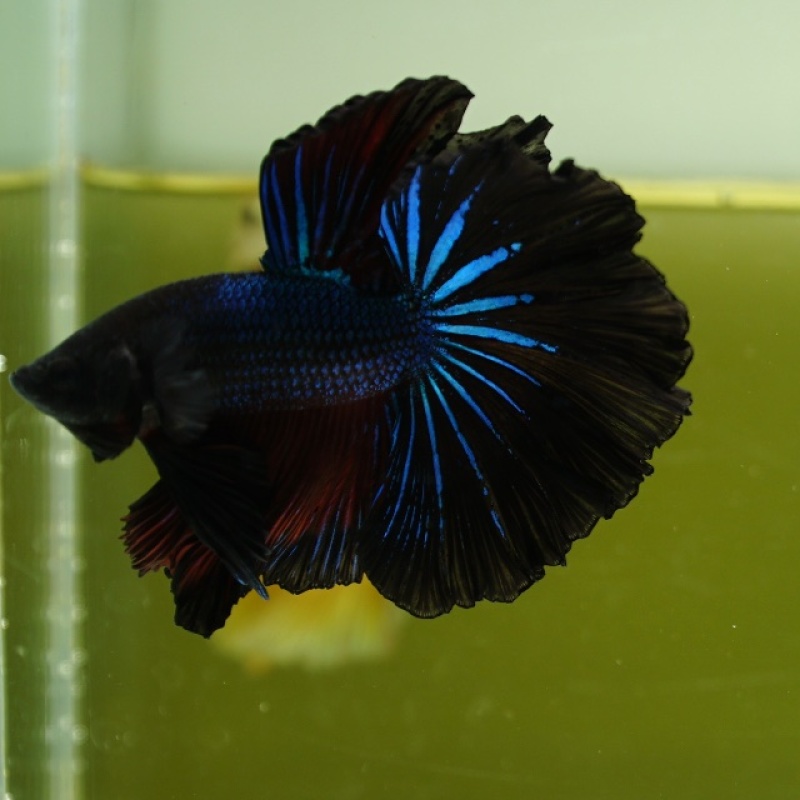 Male Blue Black Butterfly Rose Tail HM Premium Thailand