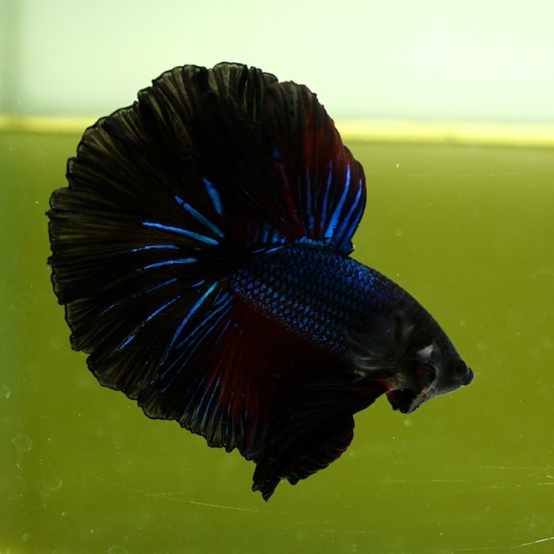 Male Blue Black Butterfly Rose Tail HM Premium Thailand