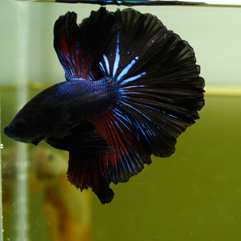 Male Blue Black Butterfly Rose Tail HM Premium Thailand