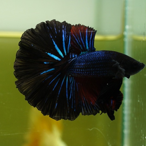 Male Blue Black Butterfly Rose Tail HM Premium Thailand
