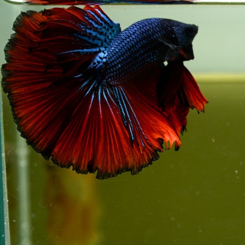 Male Blue Butterfly Red Rose Tail HM Premium Thailand