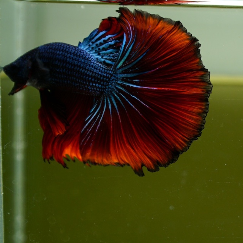 Male Blue Butterfly Red Rose Tail HM Premium Thailand