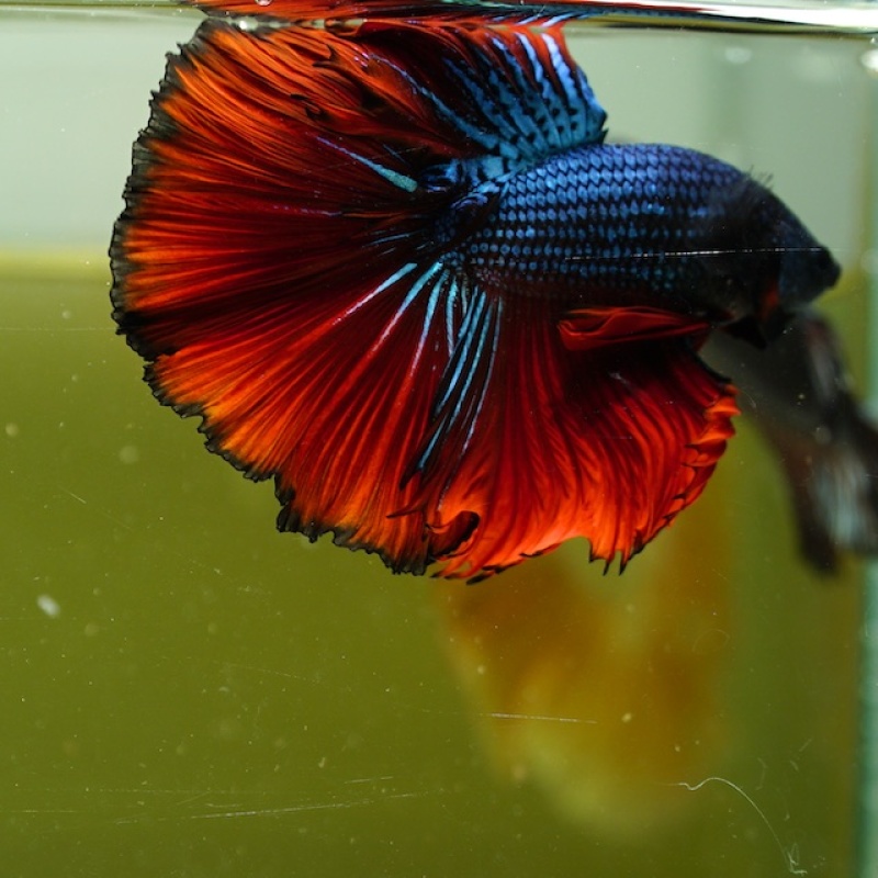 Male Blue Butterfly Red Rose Tail HM Premium Thailand