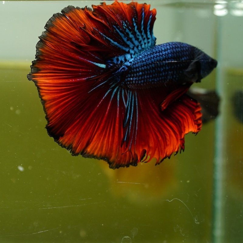 Male Blue Butterfly Red Rose Tail HM Premium Thailand