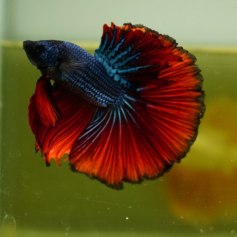 Male Blue Butterfly Red Rose Tail HM Premium Thailand