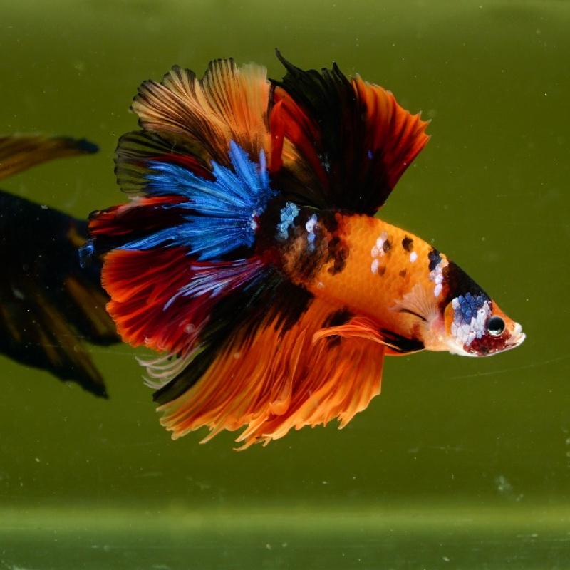 Male Orange Nemo Mask Rose Tail HM Premium Thailand