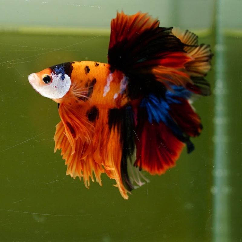 Male Orange Nemo Mask Rose Tail HM Premium Thailand